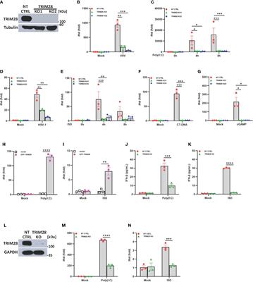 TRIM28 facilitates type I interferon activation by targeting TBK1